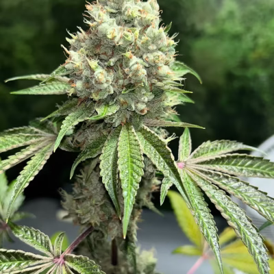 MASS_MEDICAL_STRAINS_TRIANGLE_KUSH_BX2_FLOWER_1_LUSCIOUS_GENETICS