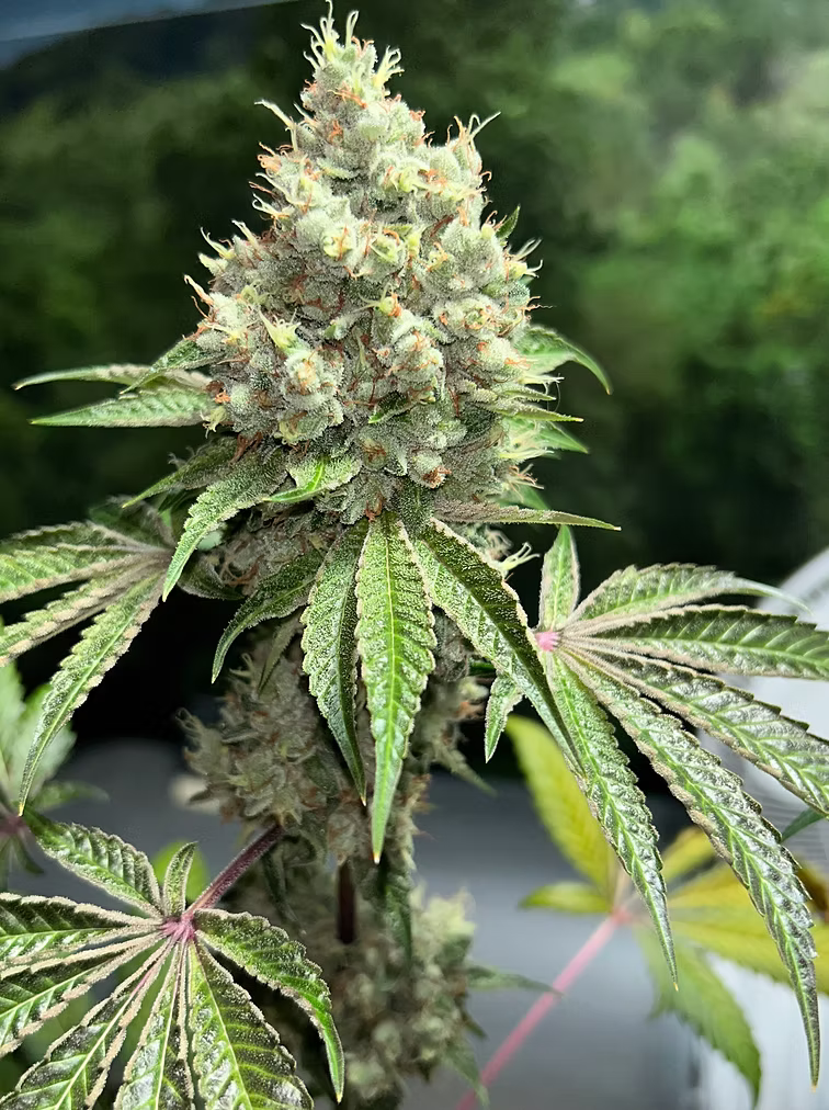 MASS_MEDICAL_STRAINS_TRIANGLE_KUSH_BX2_FLOWER_1_LUSCIOUS_GENETICS