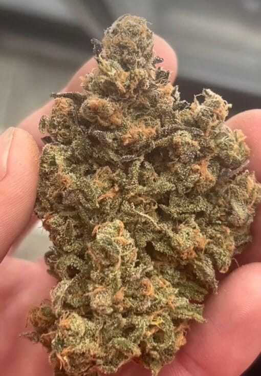 SOUTHERN_ROOTS_GENETICS_BLUEBERRY_MOJITO_FLOWER_1_LUSCIOUS_GENETICS