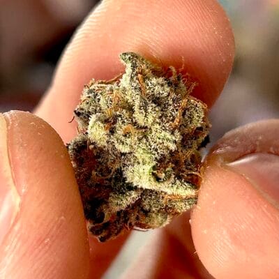 SOUTHERN_ROOTS_GENETICS_GRAPE_LIMEADE_FLOWER_1_LUSCIOUS_GENETICS