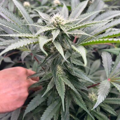 SOUTHERN_ROOTS_GENETICS_LAVENDER_LIME_FLOWER_1_LUSCIOUS_GENETICS