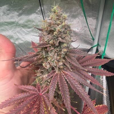 SOUTHERN_ROOTS_GENETICS_LIME_CRUMBLE_FLOWER_1_LUSCIOUS_GENETICS