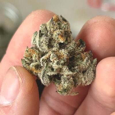 SOUTHERN_ROOTS_GENETICS_PEELOUT_FLOWER_1_LUSCIOUS_GENETICS