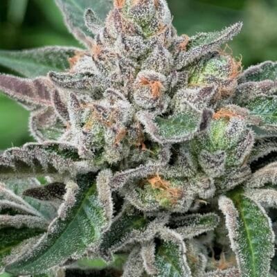 SOUTHERN_ROOTS_GENETICS_ZESTE_FLOWER_1_LUSCIOUS_GENETICS