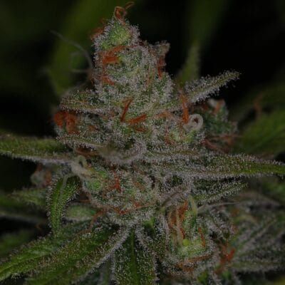 SUBCOOLS_THE_DANK_JACK_SKELLINGTON_F2_FLOWER_1_LUSCIOUS_GENETICS
