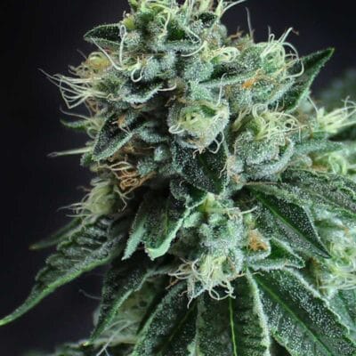 SUBCOOLS_THE_DANK_JESUS_OG_BX_FLOWER_1_LUSCIOUS_GENETICS