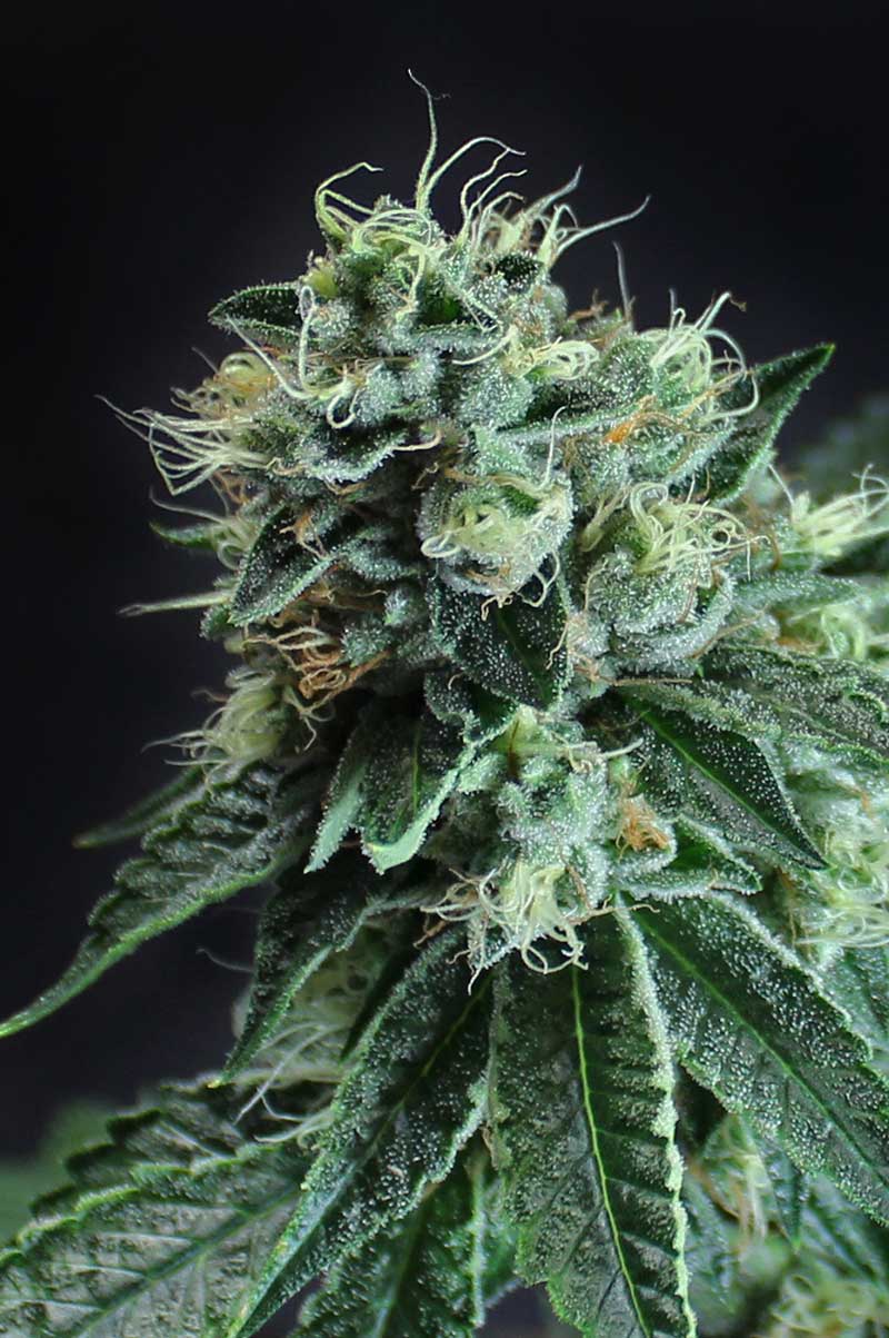 SUBCOOLS_THE_DANK_JESUS_OG_BX_FLOWER_1_LUSCIOUS_GENETICS