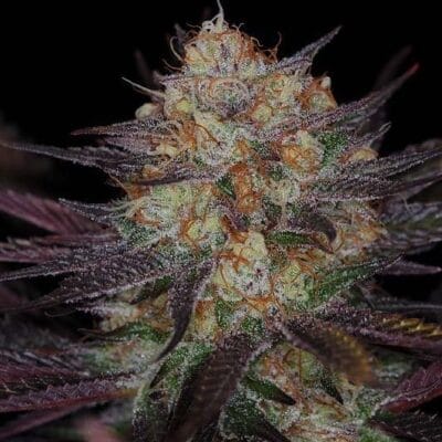 SUBCOOLS_THE_DANK_QUERKLE_FLOWER_1_LUSCIOUS_GENETICS