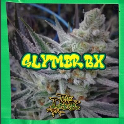 SUBCOOLS_THE_DANK_SLYMER_BX_FLOWER_1_LUSCIOUS_GENETICS