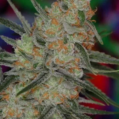 SUBCOOLS_THE_DANK_SPACE_QUEEN_BX_FLOWER_1_LUSCIOUS_GENETICS