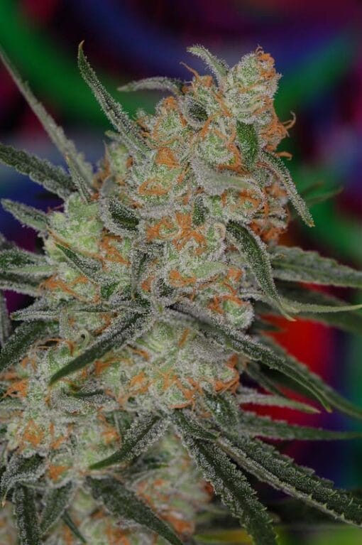 SUBCOOLS_THE_DANK_SPACE_QUEEN_BX_FLOWER_1_LUSCIOUS_GENETICS