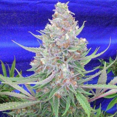 SUBCOOLS_THE_DANK_SPACE_QUEEN_FLOWER_1_LUSCIOUS_GENETICS