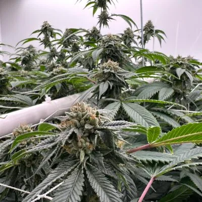SUBCOOLS_THE_DANK_SUBCOOL_OG_FLOWER_1_LUSCIOUS_GENETICS