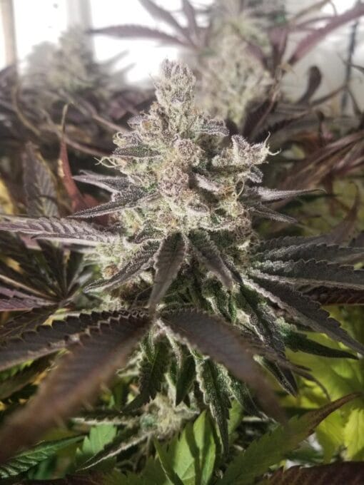 TRICHOME_BROS_CHITRAL_FROST_FLOWER_1_LUSCIOUS_GENETICS