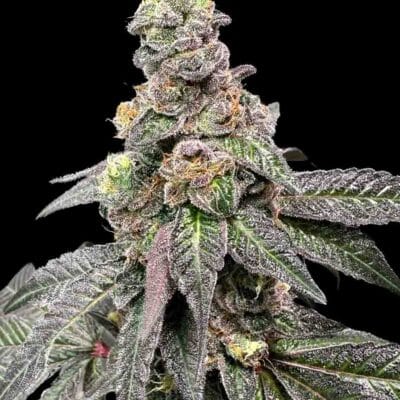 ATLAS_SEED_BANANA_NUT_BREAD_FLOWER_1_LUSCIOUS_GENETICS