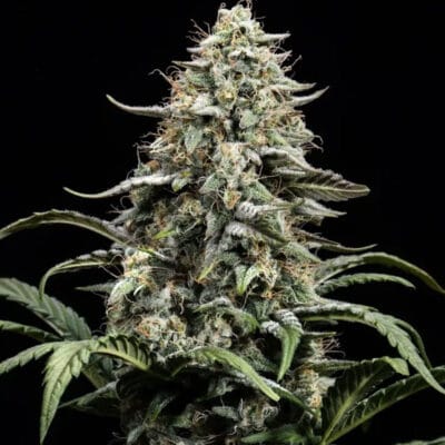 ATLAS_SEED_BLUE_DREAM_FULL_TERM_FLOWER_1_LUSCIOUS_GENETICS