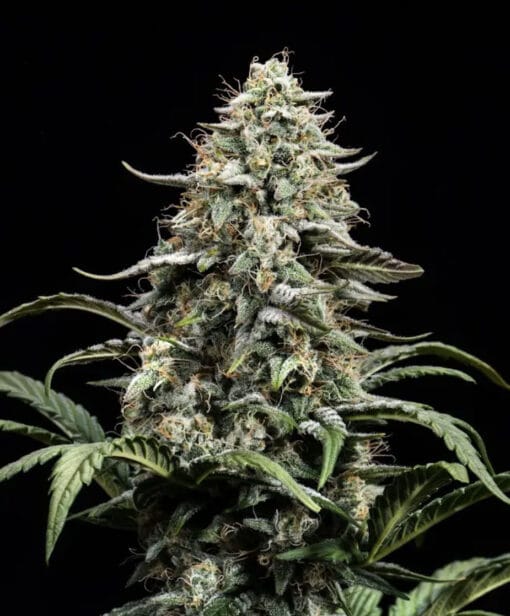 ATLAS_SEED_BLUE_DREAM_FULL_TERM_FLOWER_1_LUSCIOUS_GENETICS