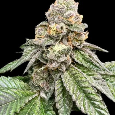 ATLAS_SEED_GORILLA_BURGER_FLOWER_1_LUSCIOUS_GENETICS