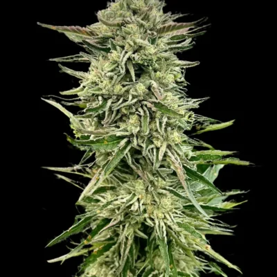 ATLAS_SEED_GORILLA_GUAVA_FLOWER_1_LUSCIOUS_GENETICS