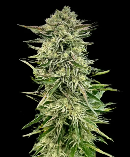 ATLAS_SEED_GORILLA_GUAVA_FLOWER_1_LUSCIOUS_GENETICS