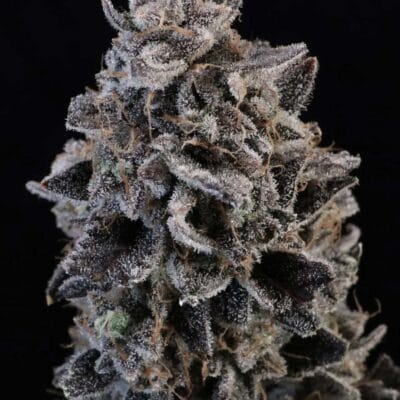 ATLAS_SEED_WHITE_WIDOW_AUTO_FLOWER_1_LUSCIOUS_GENETICS