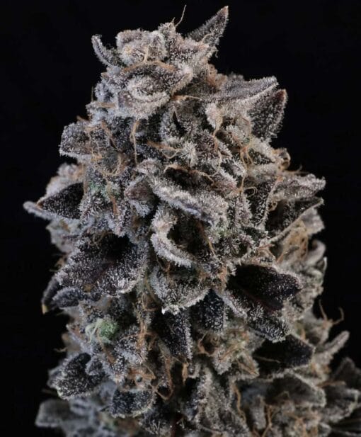 ATLAS_SEED_WHITE_WIDOW_AUTO_FLOWER_1_LUSCIOUS_GENETICS