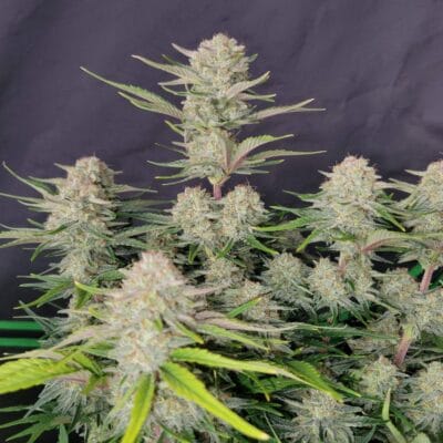FAST_BUDS_APRICOT_AUTO_FLOWER_1_LUCSIOUS_GENETICS