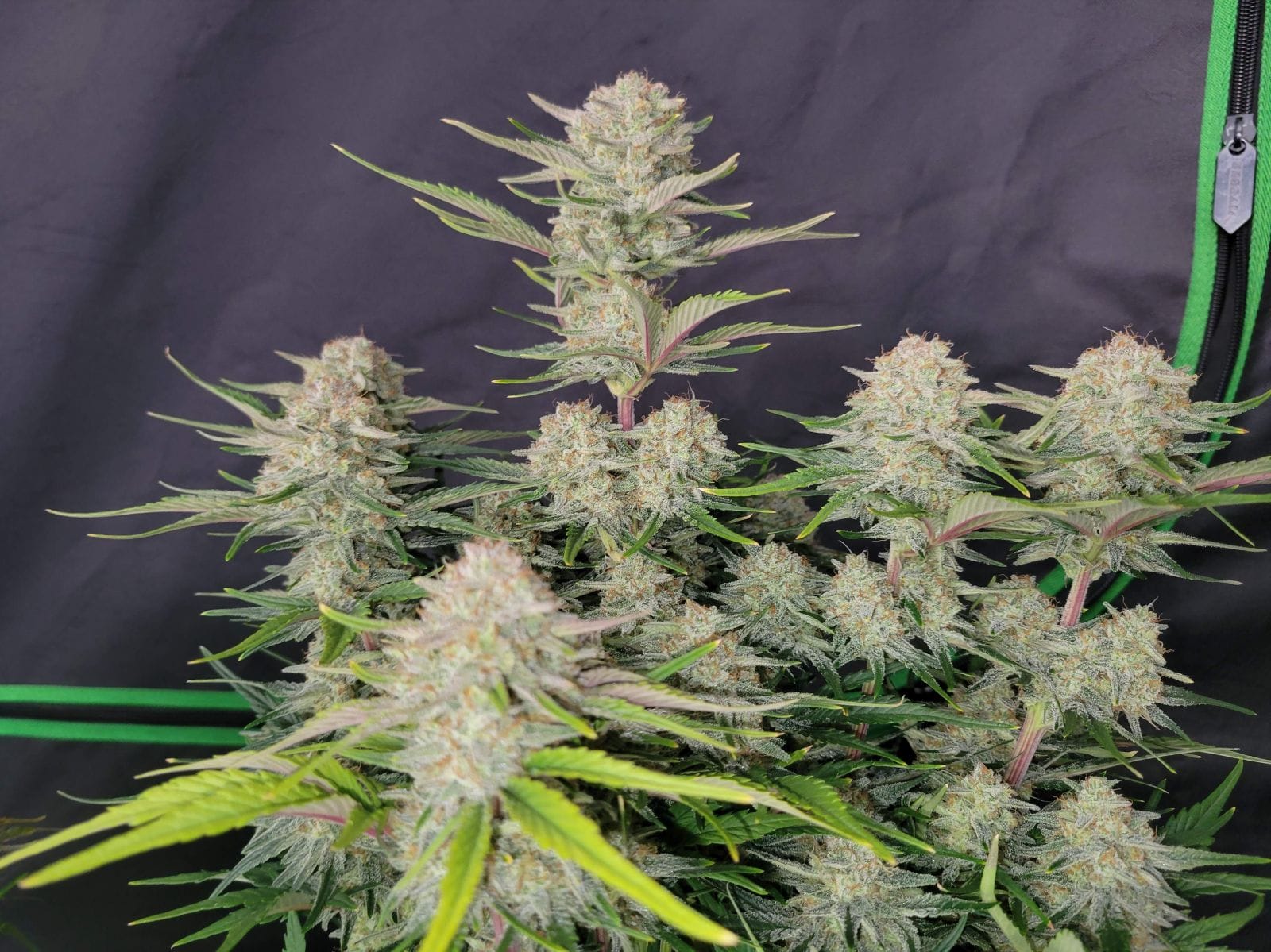FAST_BUDS_APRICOT_AUTO_FLOWER_1_LUCSIOUS_GENETICS