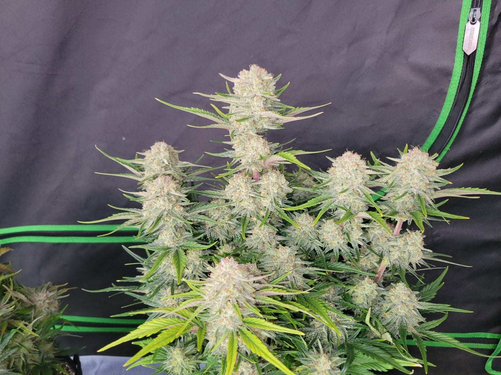 FAST_BUDS_APRICOT_AUTO_FLOWER_2_LUCSIOUS_GENETICS