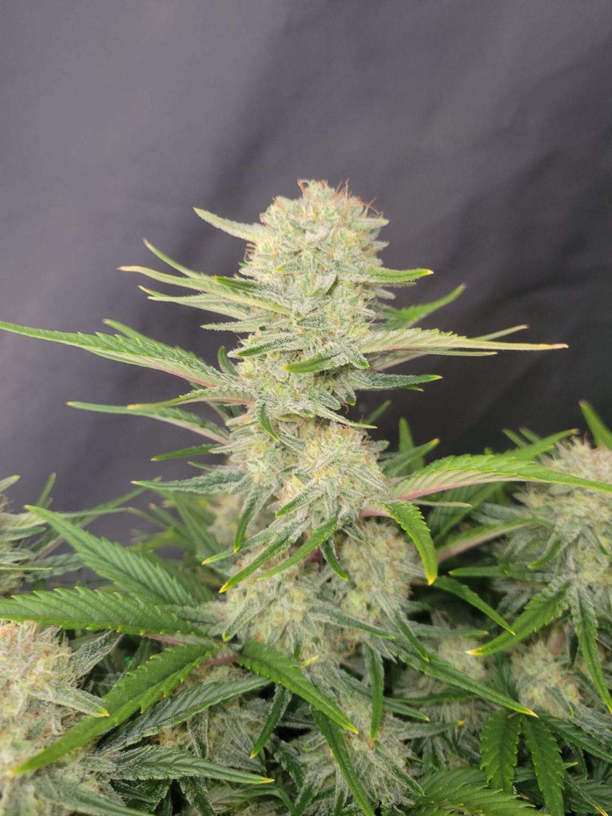 FAST_BUDS_APRICOT_AUTO_FLOWER_3_LUCSIOUS_GENETICS
