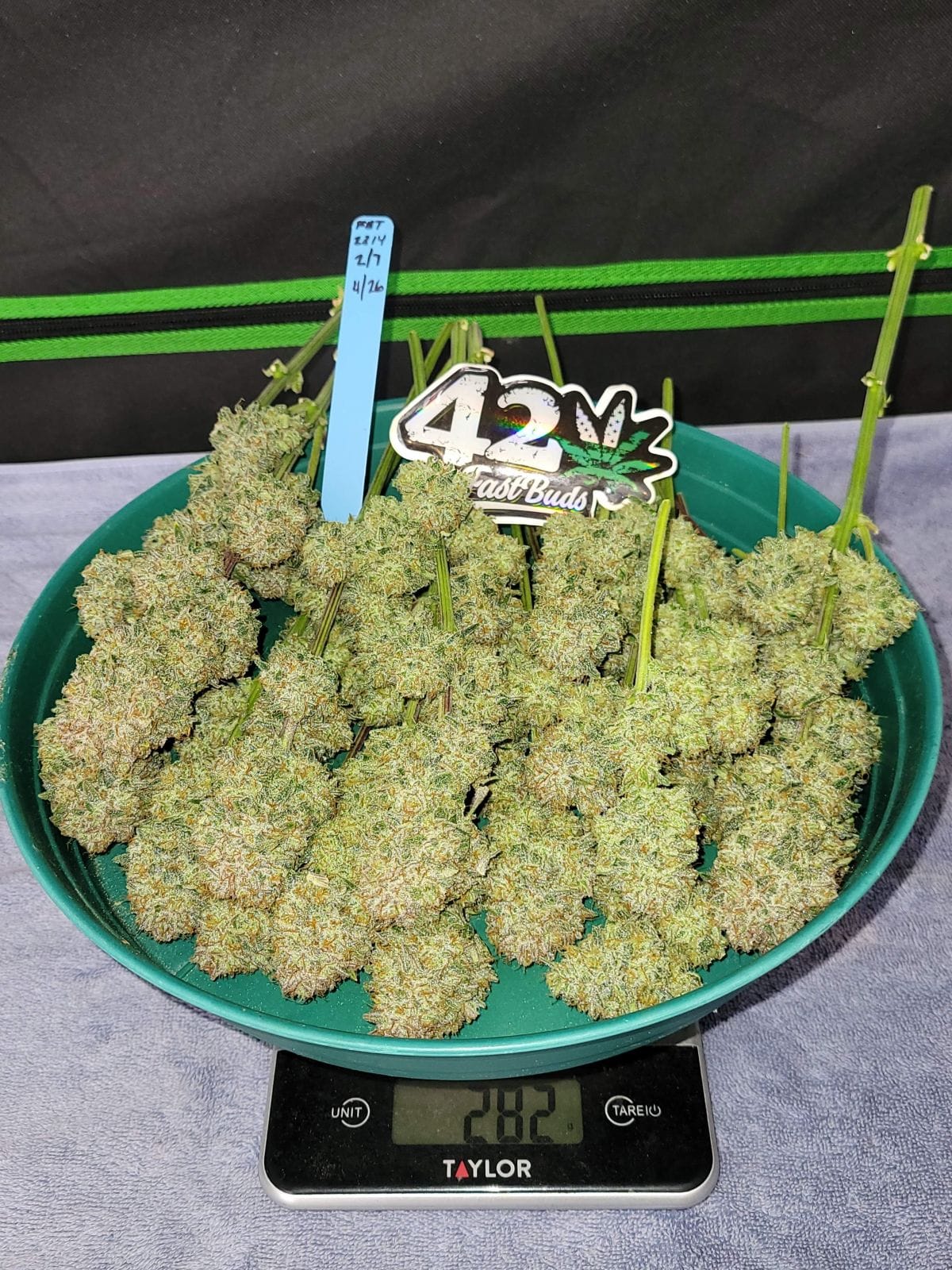 FAST_BUDS_APRICOT_AUTO_FLOWER_4_LUCSIOUS_GENETICS