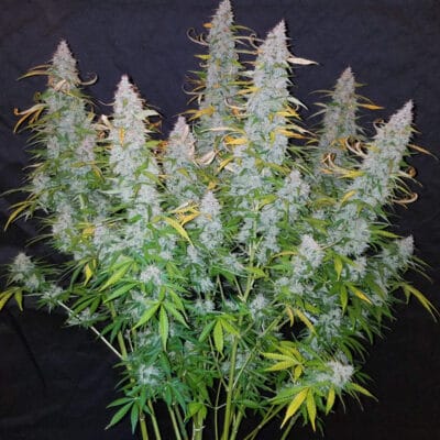 FAST_BUDS_CALIFORNIAN_SNOW_AUTO_FLOWER_1_LUSCIOUS_GENETICS
