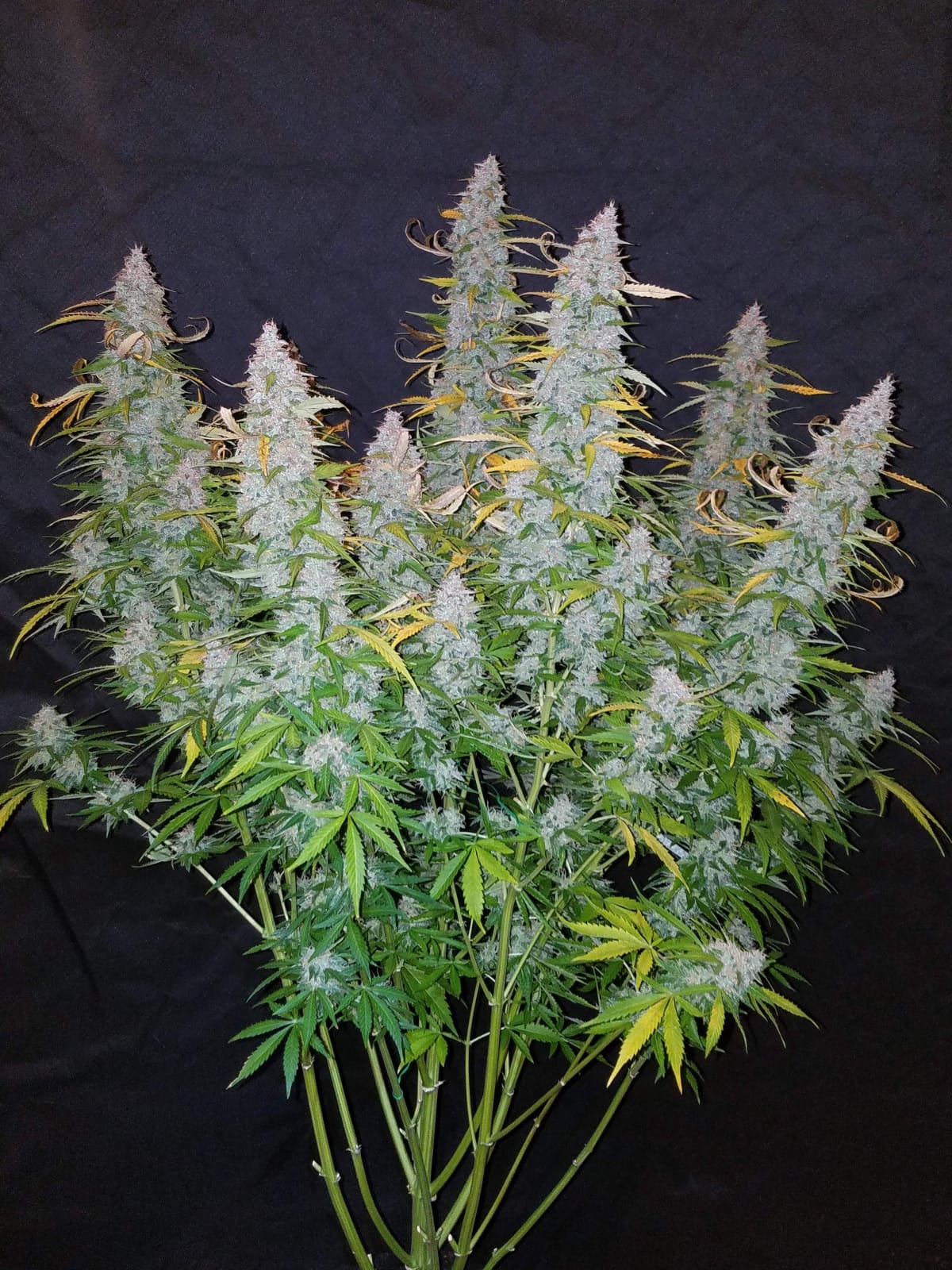 FAST_BUDS_CALIFORNIAN_SNOW_AUTO_FLOWER_1_LUSCIOUS_GENETICS
