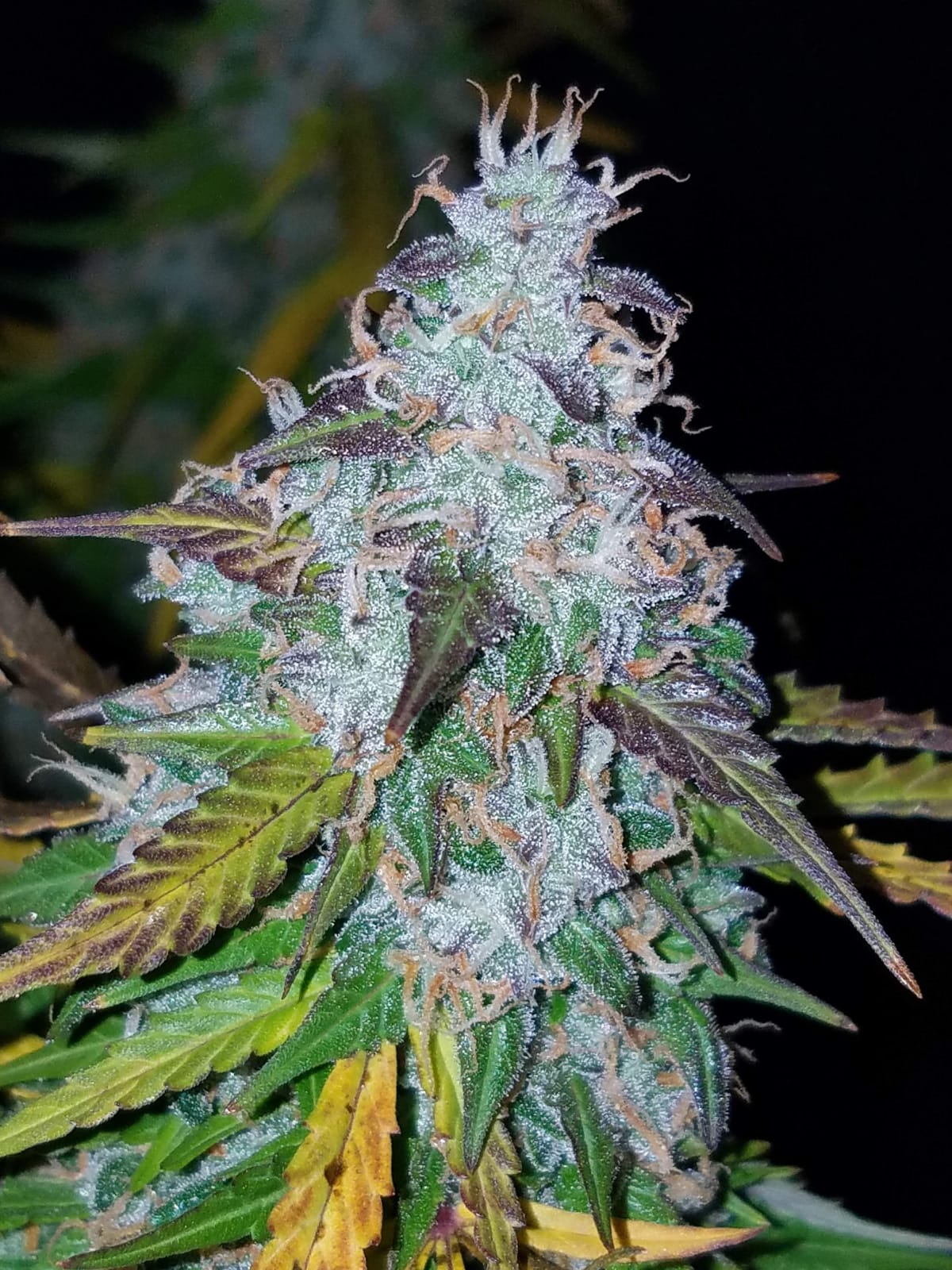 FAST_BUDS_CALIFORNIAN_SNOW_AUTO_FLOWER_3_LUSCIOUS_GENETICS