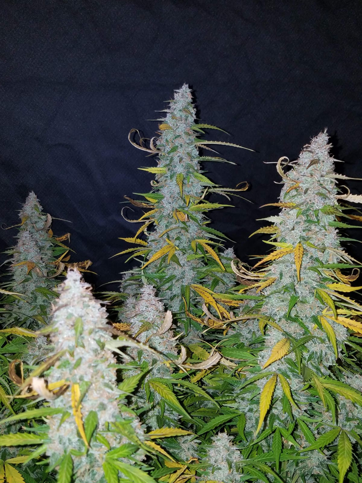 FAST_BUDS_CALIFORNIAN_SNOW_AUTO_FLOWER_4_LUSCIOUS_GENETICS