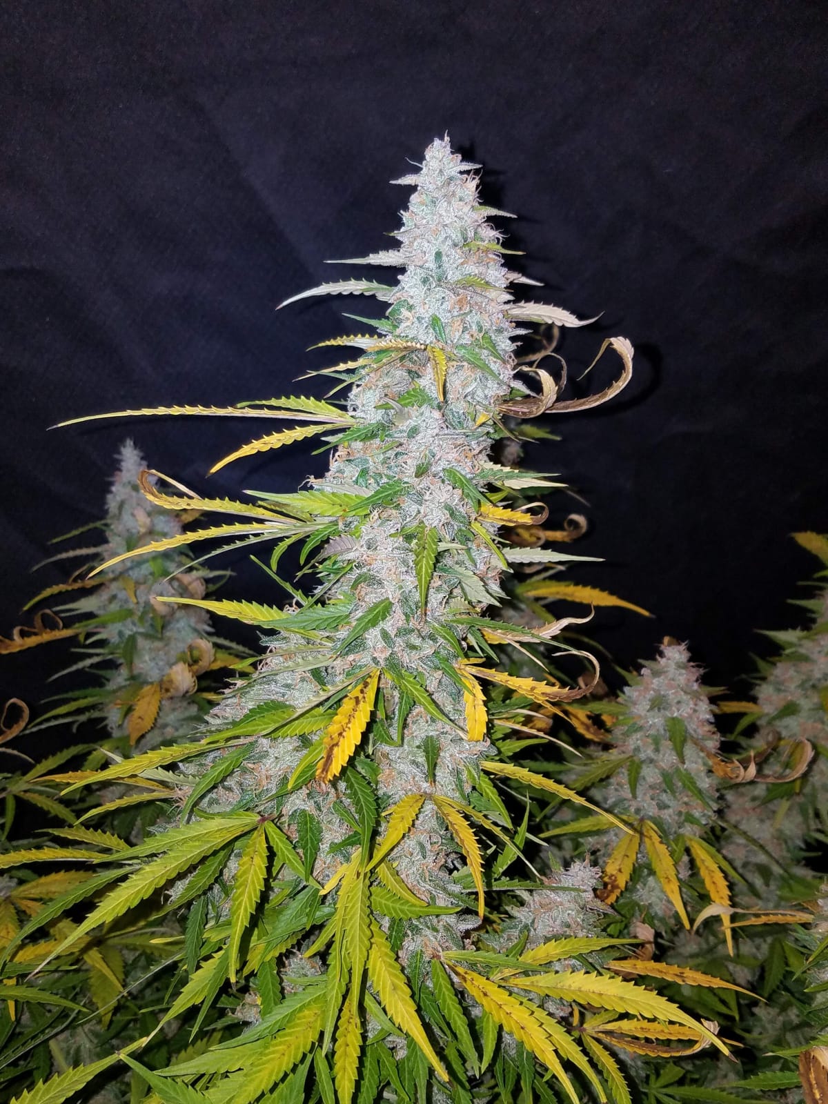 FAST_BUDS_CALIFORNIAN_SNOW_AUTO_FLOWER_5_LUSCIOUS_GENETICS
