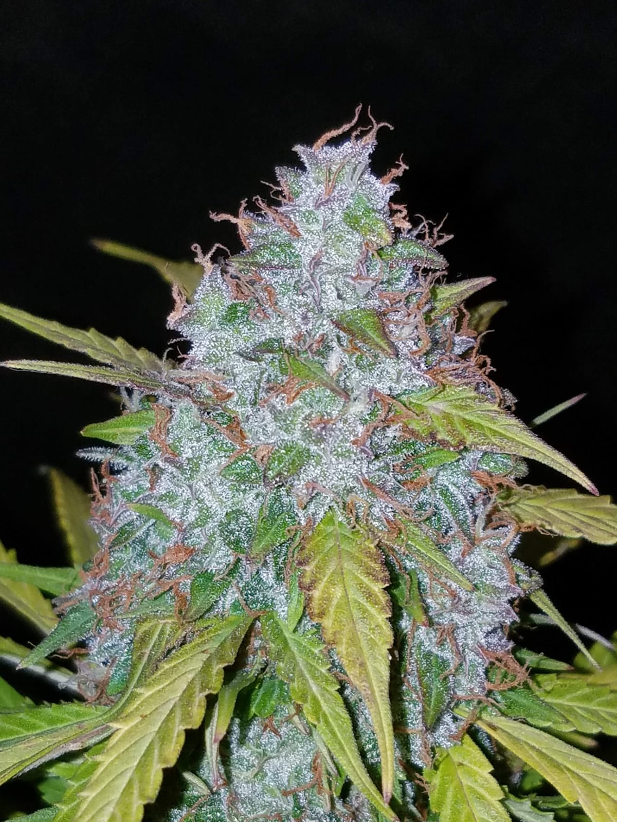 FAST_BUDS_CALIFORNIAN_SNOW_AUTO_FLOWER_6_LUSCIOUS_GENETICS