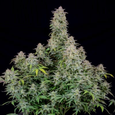 FAST_BUDS_FORBIDDEN_RUNTZ_AUTO_FLOWER_1_LUSCIOUS_GENETICS