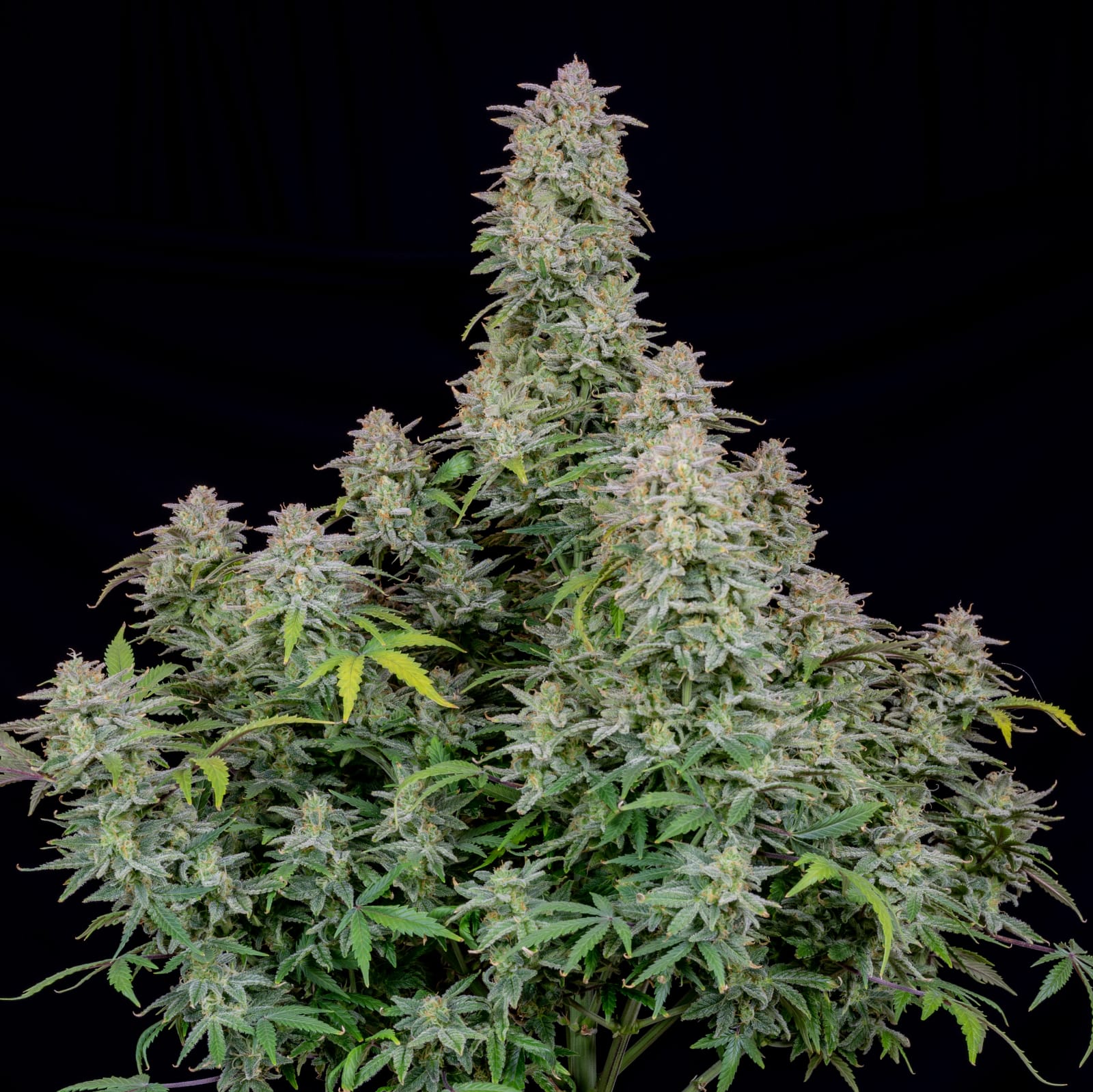 FAST_BUDS_FORBIDDEN_RUNTZ_AUTO_FLOWER_1_LUSCIOUS_GENETICS