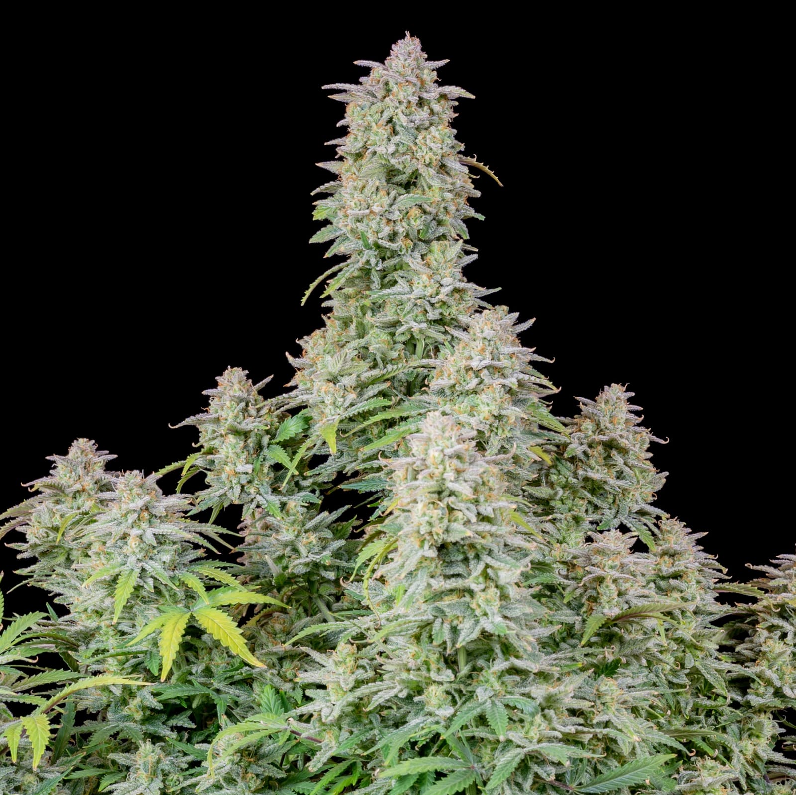 FAST_BUDS_FORBIDDEN_RUNTZ_AUTO_FLOWER_2_LUSCIOUS_GENETICS