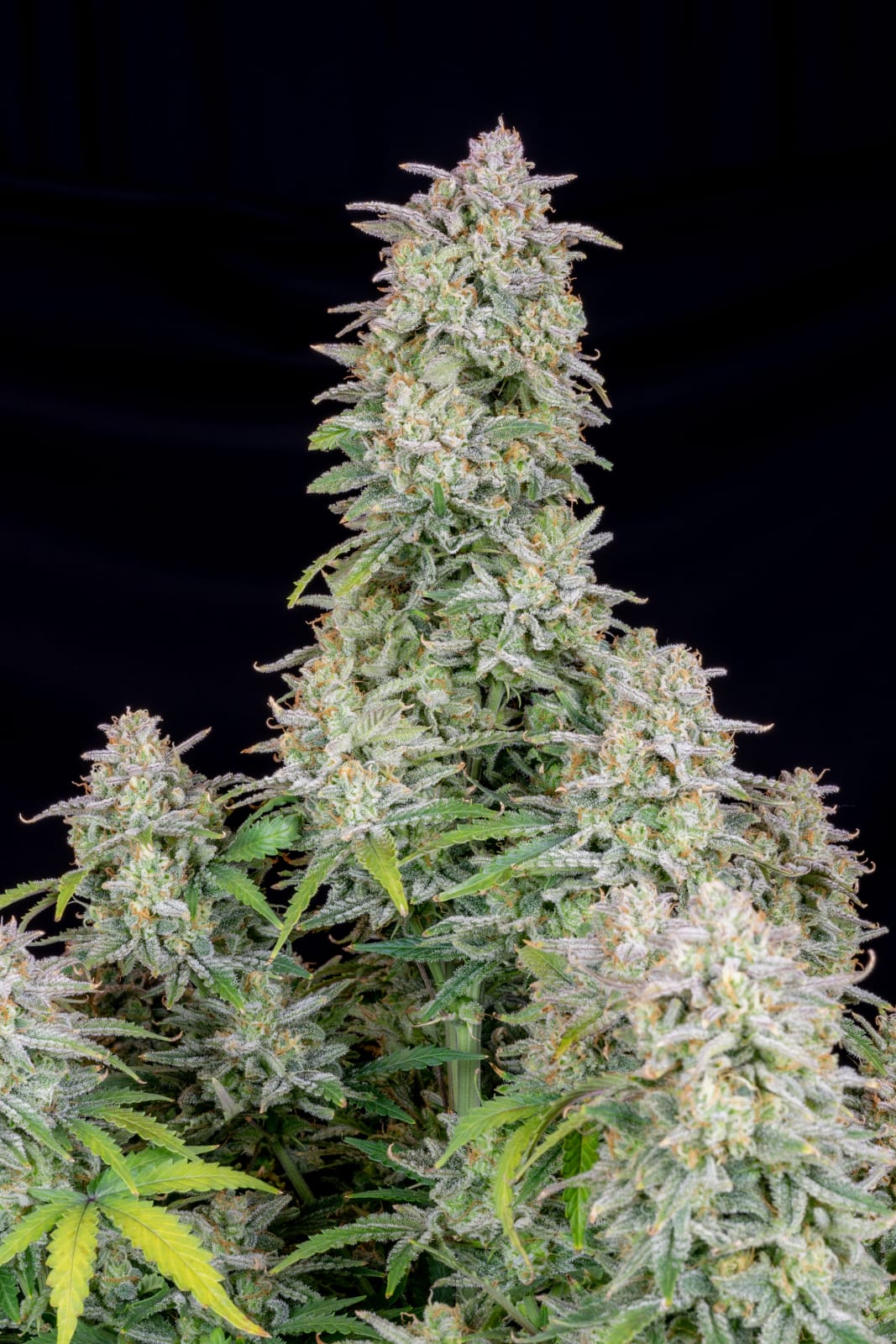 FAST_BUDS_FORBIDDEN_RUNTZ_AUTO_FLOWER_3_LUSCIOUS_GENETICS