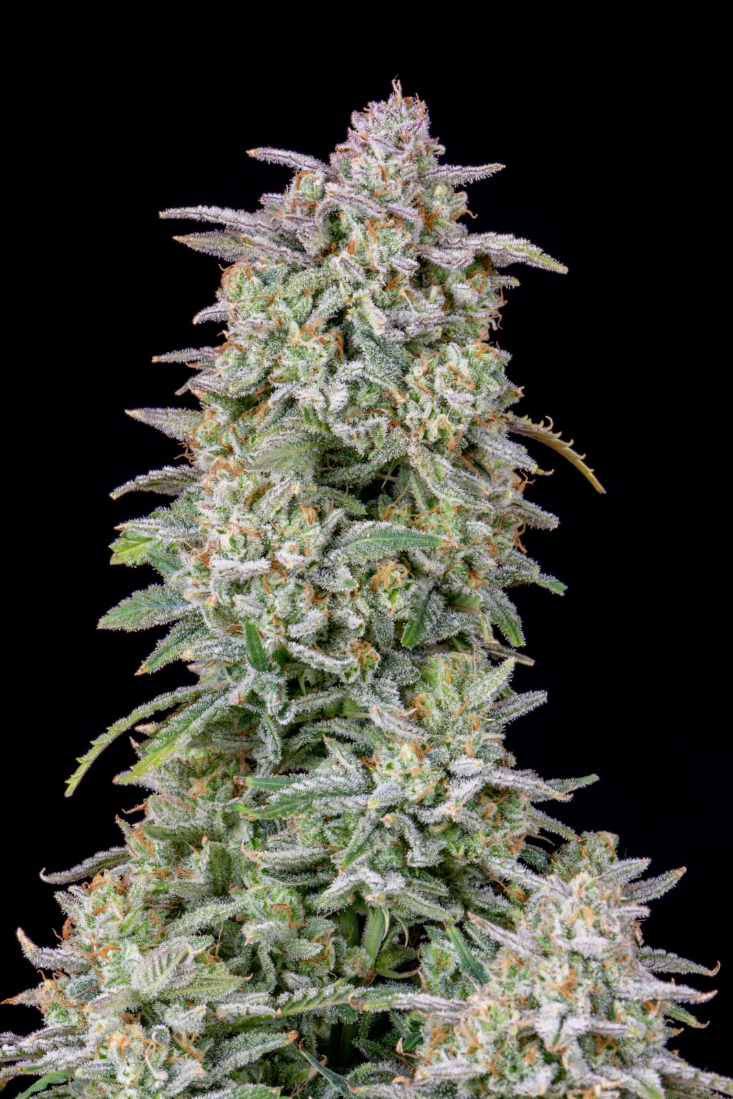 FAST_BUDS_FORBIDDEN_RUNTZ_AUTO_FLOWER_4_LUSCIOUS_GENETICS