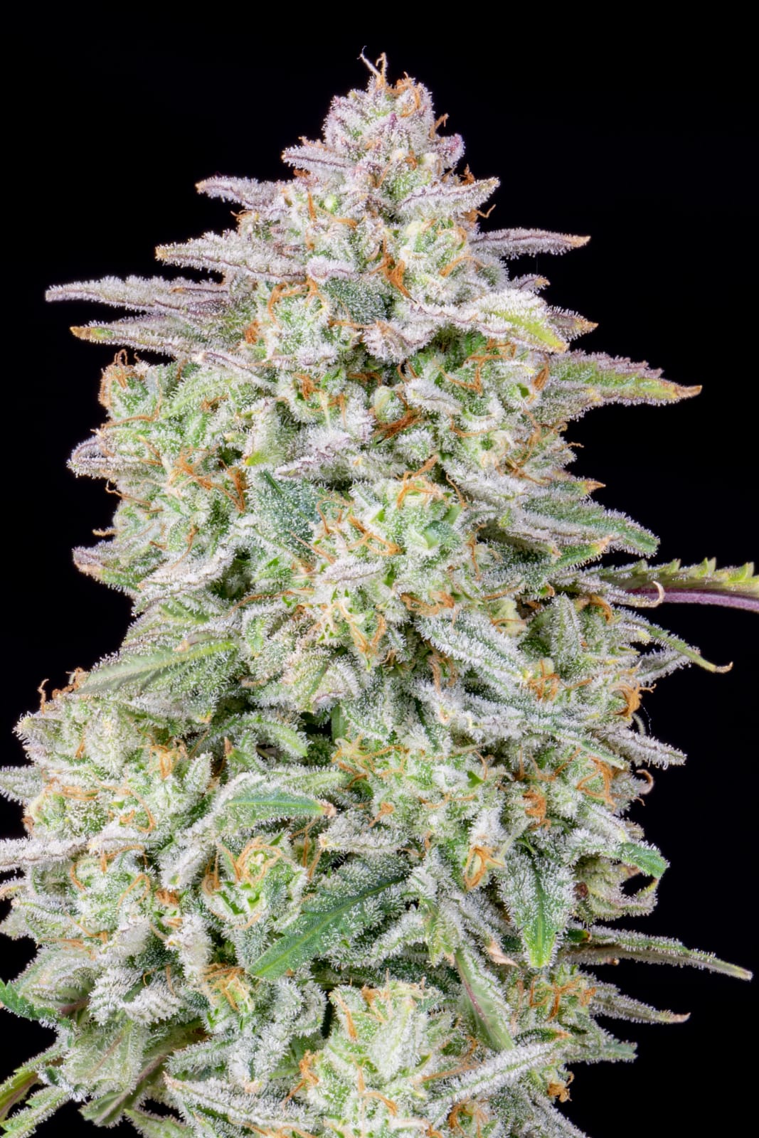 FAST_BUDS_FORBIDDEN_RUNTZ_AUTO_FLOWER_5_LUSCIOUS_GENETICS
