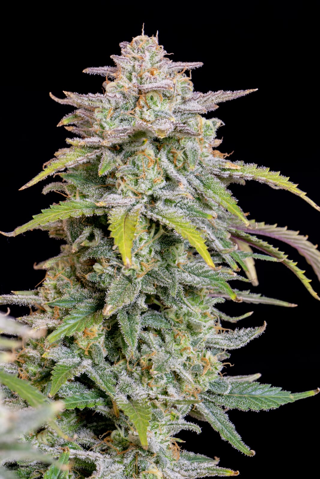 FAST_BUDS_FORBIDDEN_RUNTZ_AUTO_FLOWER_6_LUSCIOUS_GENETICS