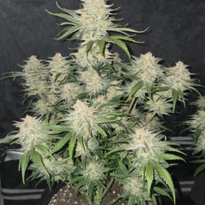 FAST_BUDS_FROSTBANGER_AUTO_FLOWER_1_LUSCIOUS_GENETICS