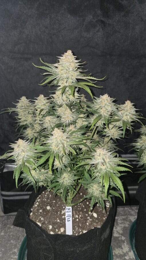 FAST_BUDS_FROSTBANGER_AUTO_FLOWER_1_LUSCIOUS_GENETICS