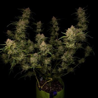 FAST_BUDS_GUAVA_AUTO_FLOWER_1_LUSCIOUS_GENETICS