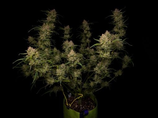 FAST_BUDS_GUAVA_AUTO_FLOWER_1_LUSCIOUS_GENETICS