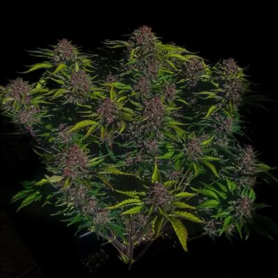 FAST_BUDS_PURPLE_HAZE_AUTO_FLOWER_1_LUSCIOUS_GENETICS