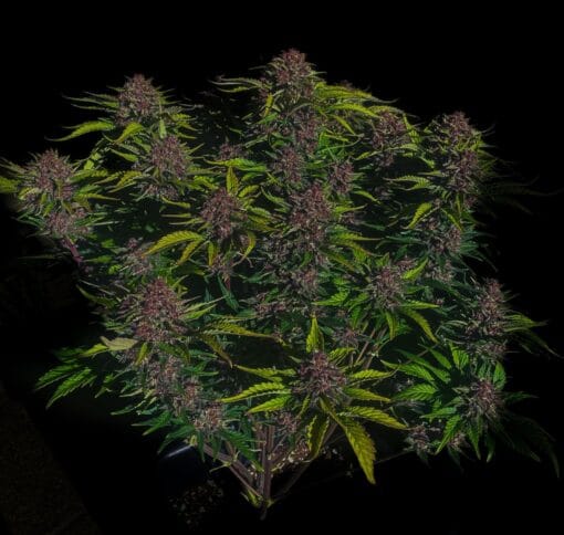 FAST_BUDS_PURPLE_HAZE_AUTO_FLOWER_1_LUSCIOUS_GENETICS